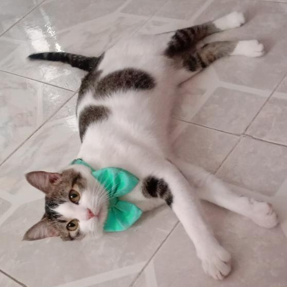 cartel de gato perdido