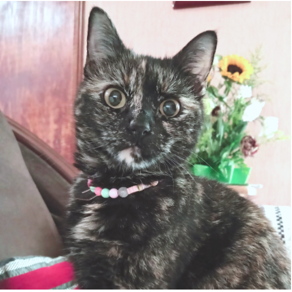 cartel de gato perdido