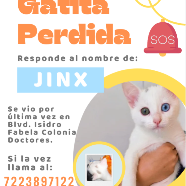 cartel de gato perdido
