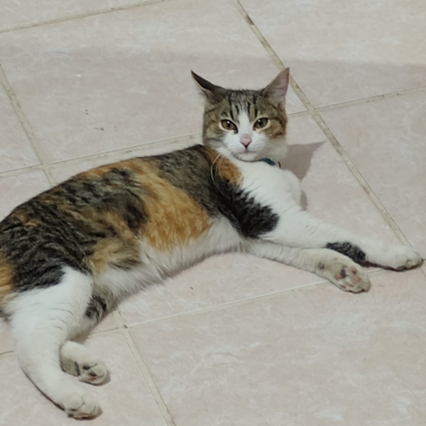 cartel de gato perdido