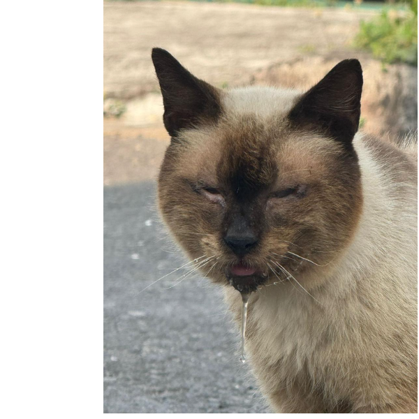 cartel de gato perdido