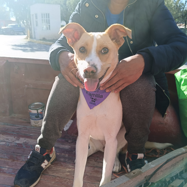 cartel de perro en_adopcion