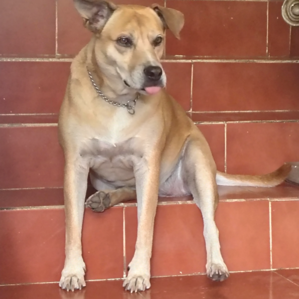 cartel de perro en_adopcion