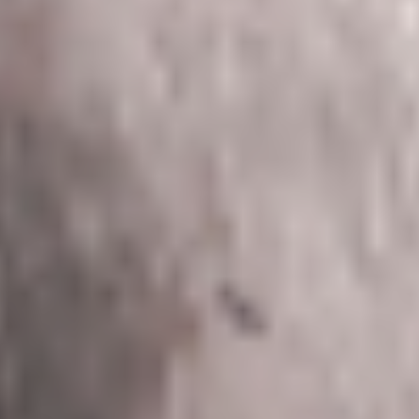 cartel de perro en_adopcion