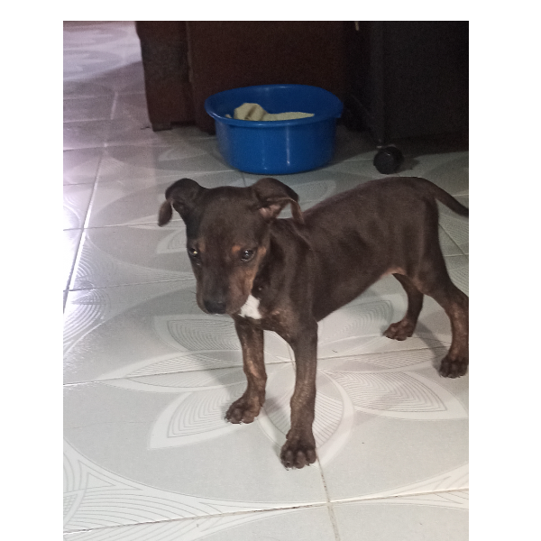 cartel de perro en_adopcion