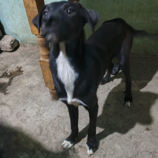 cartel de perro en_adopcion