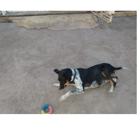 cartel de perro encontrado