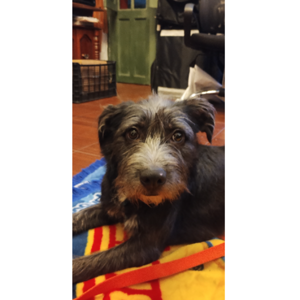 cartel de perro encontrado