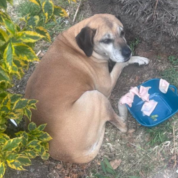 cartel de perro encontrado