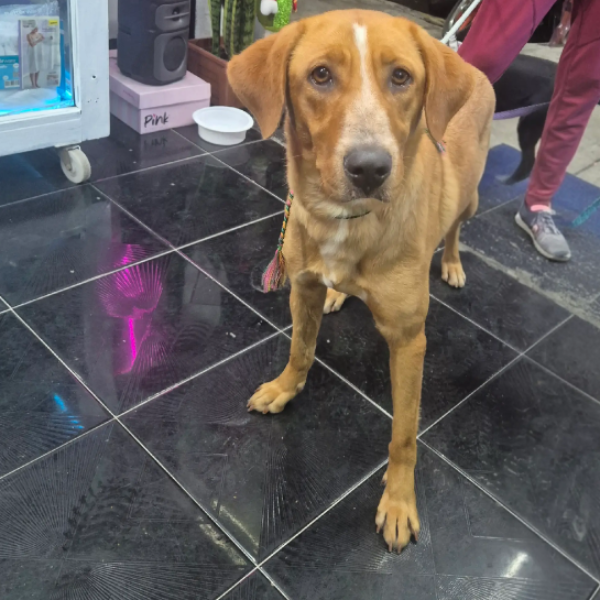 cartel de perro encontrado