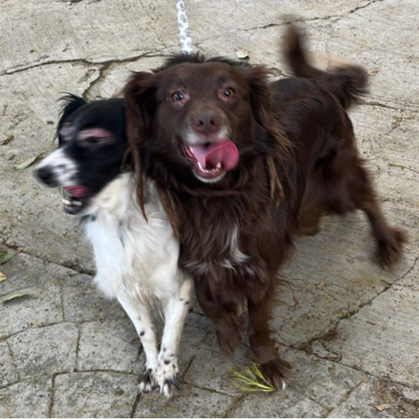 cartel de perro encontrado