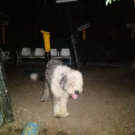 cartel de perro encontrado