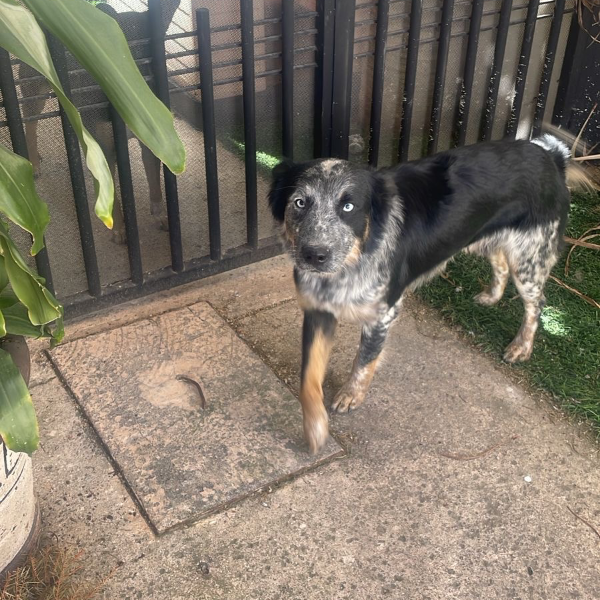 cartel de perro encontrado