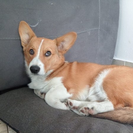 cartel de perro encontrado