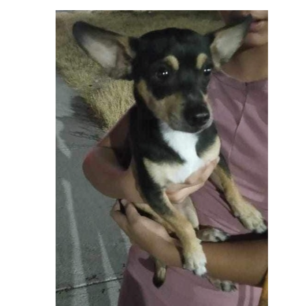 cartel de perro perdido