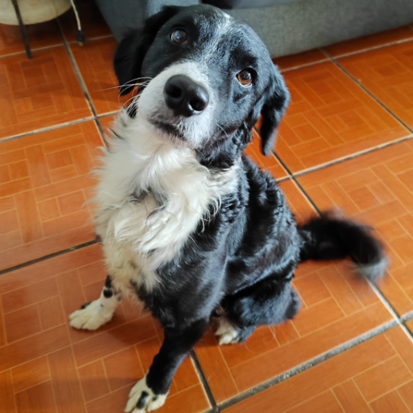 cartel de perro perdido