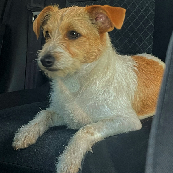 cartel de perro perdido