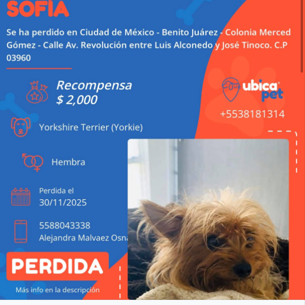 cartel de perro perdido