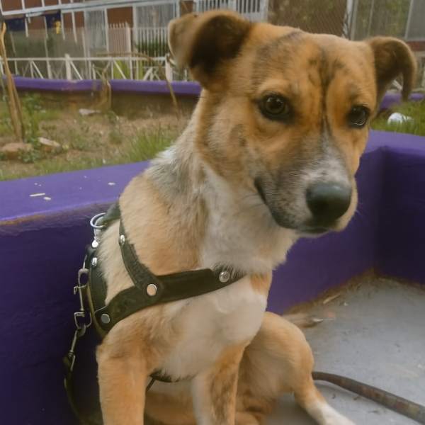 cartel de perro perdido