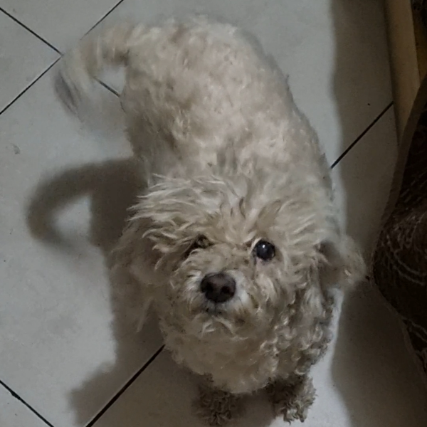 cartel de perro perdido