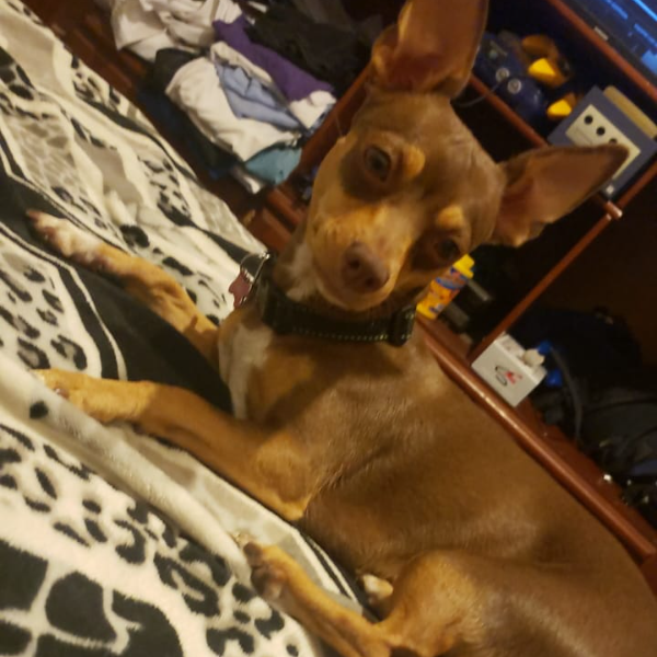 cartel de perro perdido