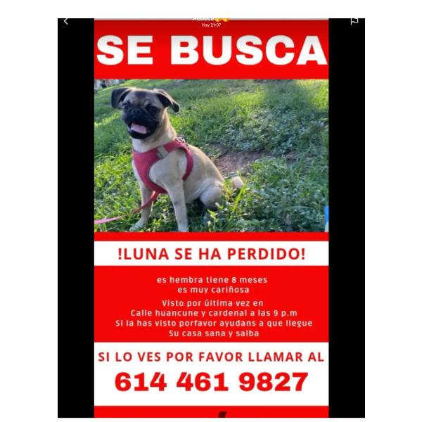 cartel de perro perdido