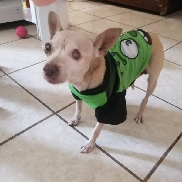 cartel de perro perdido