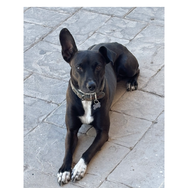 cartel de perro perdido