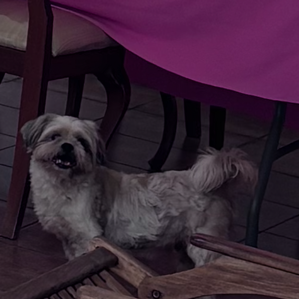 cartel de perro perdido