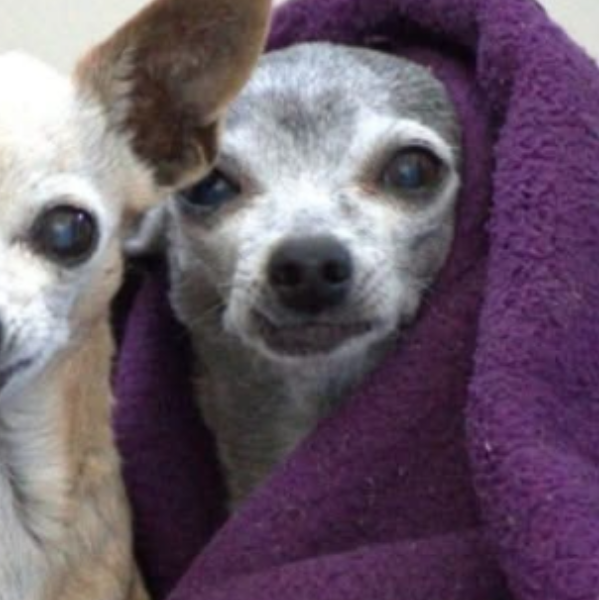 cartel de perro perdido