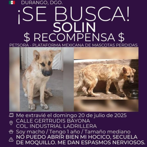 cartel de perro perdido