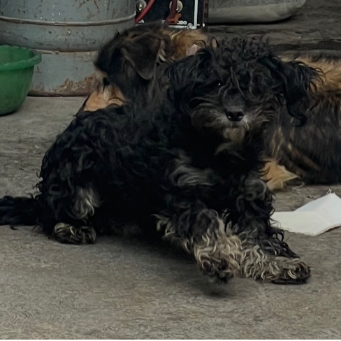 cartel de perro perdido