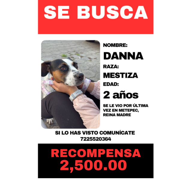 cartel de perro perdido