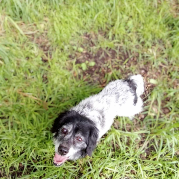 cartel de perro perdido