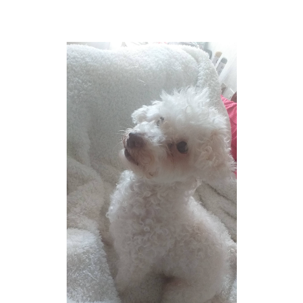 cartel de perro perdido