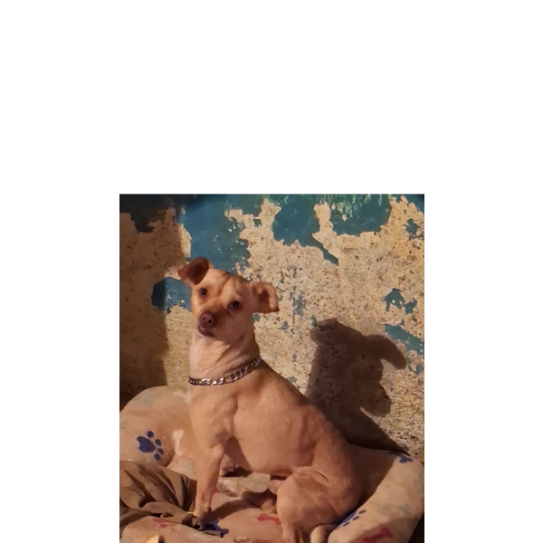 cartel de perro perdido