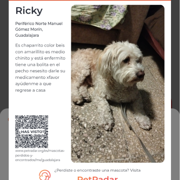 cartel de perro perdido