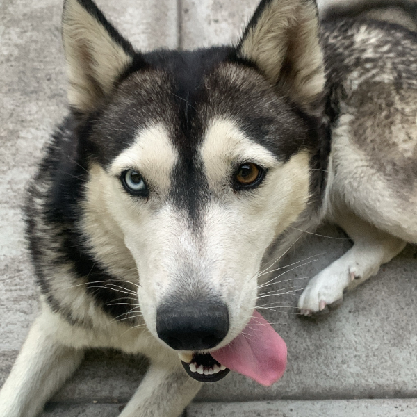 cartel de perro perdido