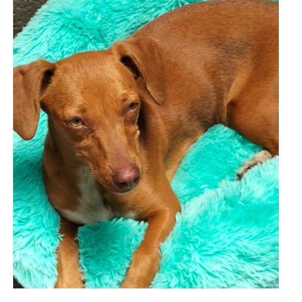 cartel de perro perdido