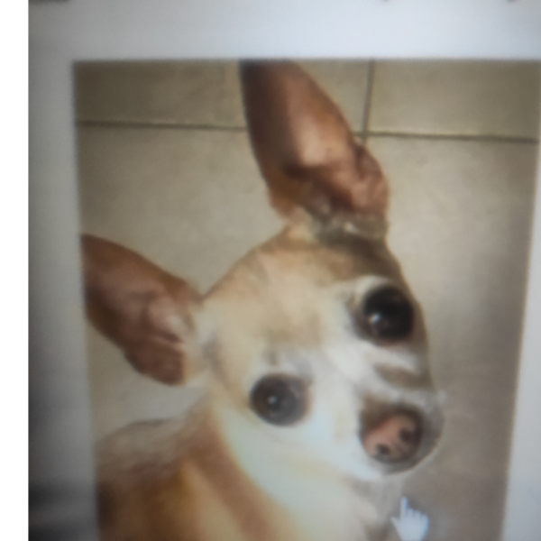 cartel de perro perdido