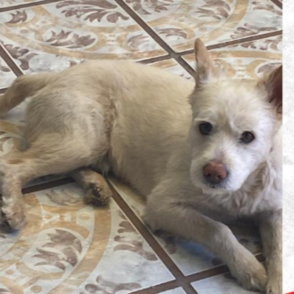 cartel de perro perdido