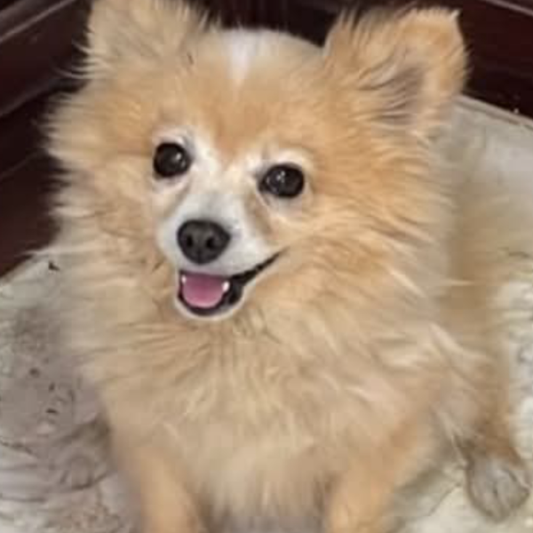 cartel de perro perdido