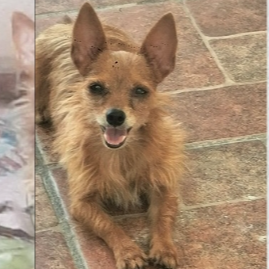 cartel de perro perdido