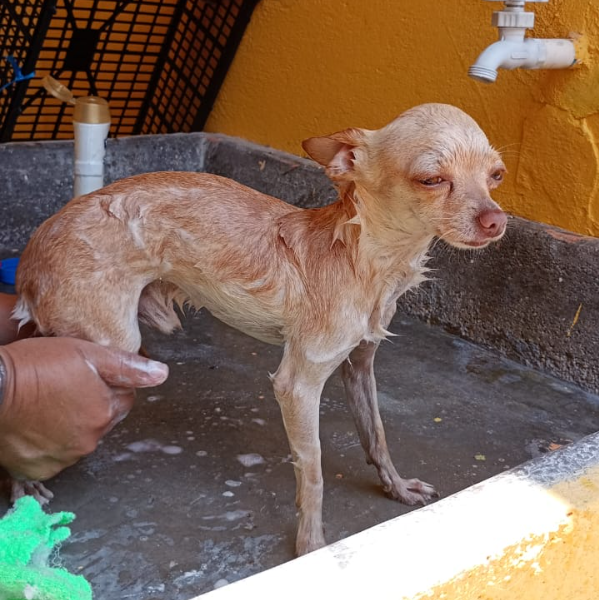 cartel de perro perdido