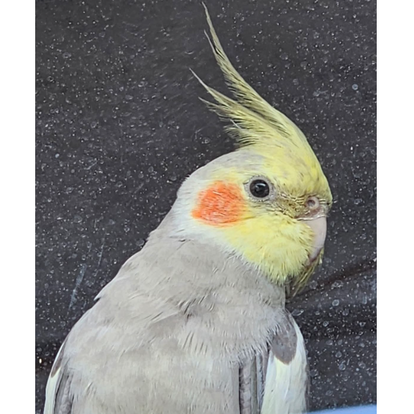 cartel de ave perdido