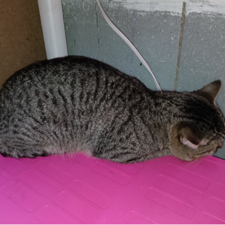 cartel de gato encontrado
