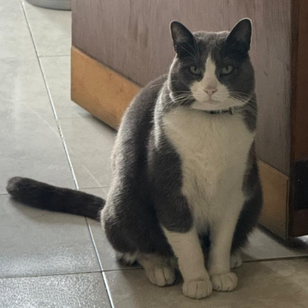 cartel de gato perdido