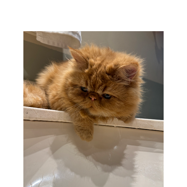 cartel de gato perdido