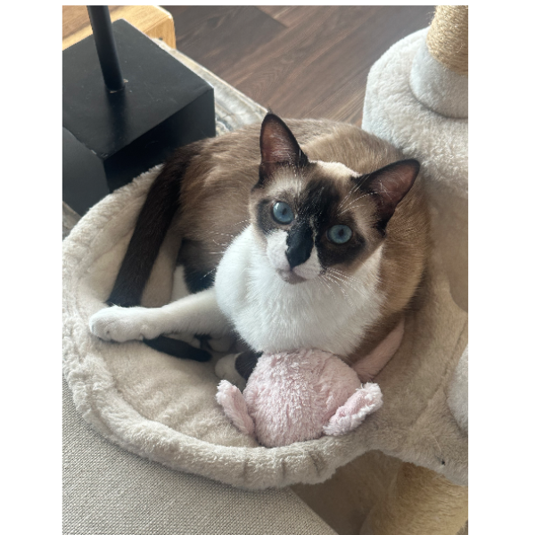 cartel de gato perdido