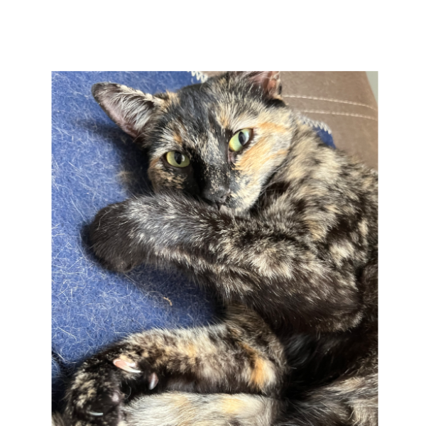 cartel de gato perdido